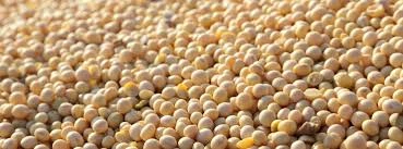 Oilseed Flours