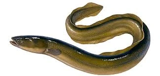Eels